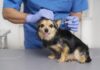 Prefeitura reforça importância da vacinação antirrábica para proteger pets e famílias