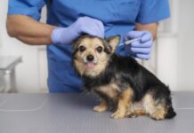 Prefeitura reforça importância da vacinação antirrábica para proteger pets e famílias