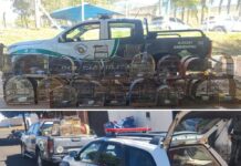 Homem é multado em mais de R$ 20 mil após ser flagrado com 41 aves silvestres em Votuporanga