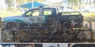Homem é multado em mais de R$ 20 mil após ser flagrado com 41 aves silvestres em Votuporanga