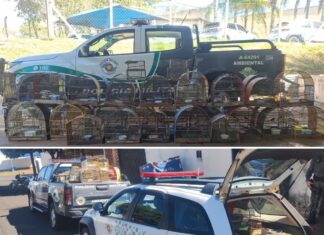 Homem é multado em mais de R$ 20 mil após ser flagrado com 41 aves silvestres em Votuporanga