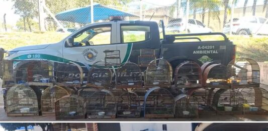 Homem é multado em mais de R$ 20 mil após ser flagrado com 41 aves silvestres em Votuporanga