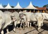 63ª EXPO Rio Preto recebe primeiros animais da raça Nelore para disputa da Etapa de Corte