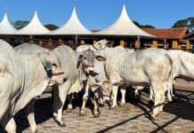 63ª EXPO Rio Preto recebe primeiros animais da raça Nelore para disputa da Etapa de Corte