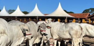 63ª EXPO Rio Preto recebe primeiros animais da raça Nelore para disputa da Etapa de Corte