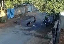 Homem é preso suspeito de dar pauladas em cães no meio da rua em Rio Preto