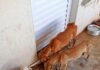 Cães são encontrados em situação de maus-tratos em residência