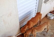 Cães são encontrados em situação de maus-tratos em residência