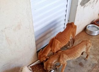 Cães são encontrados em situação de maus-tratos em residência
