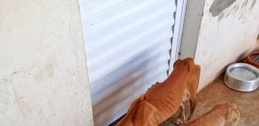 Cães são encontrados em situação de maus-tratos em residência