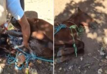 Polícia investiga suspeita de castração de cavalo sem anestesia em ambiente de risco