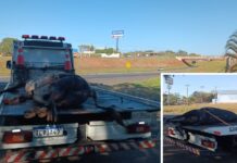 Boi morre atropelado na Rodovia Euclides da Cunha e acende alerta para risco constante