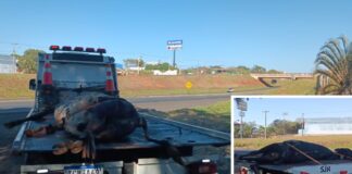 Boi morre atropelado na Rodovia Euclides da Cunha e acende alerta para risco constante