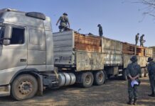 Polícia Ambiental inicia ‘Operação Madeira Legal’ no noroeste paulista
