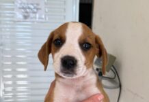 Feirinha de adoção reúne cães e gatos em busca de um novo lar neste domingo