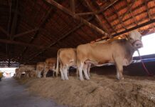 Julgamento de gado leiteiro, inovação na InterTechs Agro e grandes shows marcam a segunda etapa da EXPO Rio Preto