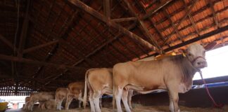 Julgamento de gado leiteiro, inovação na InterTechs Agro e grandes shows marcam a segunda etapa da EXPO Rio Preto