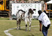 63ª EXPO Rio Preto: Nelore Pelagem abre pista de julgamento das raças bovinas nesta terça-feira