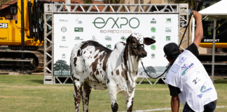 63ª EXPO Rio Preto: Nelore Pelagem abre pista de julgamento das raças bovinas nesta terça-feira