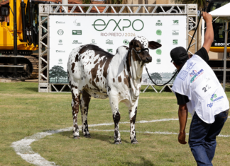 63ª EXPO Rio Preto: Nelore Pelagem abre pista de julgamento das raças bovinas nesta terça-feira