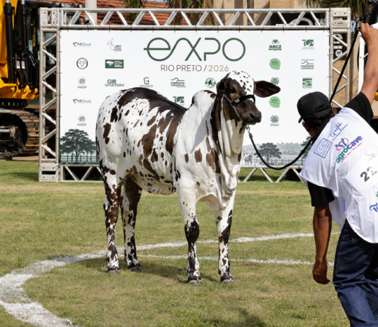 63ª EXPO Rio Preto: Nelore Pelagem abre pista de julgamento das raças bovinas nesta terça-feira