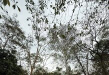 Obras avançam no Horto Florestal para implantação do Centro de Educação Ambiental em Votuporanga