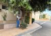 No mês da Árvore, Votuporanga avança no mapeamento da arborização urbana