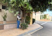 No mês da Árvore, Votuporanga avança no mapeamento da arborização urbana