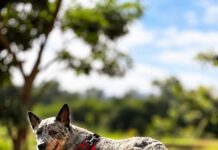 3ª Cãominhada Solidária reúne famílias e pets neste domingo no Parque da Cultura