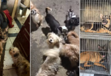 Mulher procura cachorro desaparecido e descobre imóvel com 70 animais em situação de maus-tratos