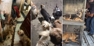 Mulher procura cachorro desaparecido e descobre imóvel com 70 animais em situação de maus-tratos