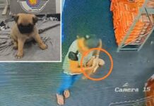 Câmera flagra furto de filhote de Pug em loja de Jales