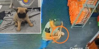 Câmera flagra furto de filhote de Pug em loja de Jales