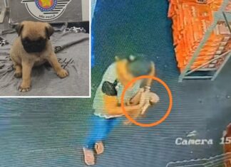 Câmera flagra furto de filhote de Pug em loja de Jales