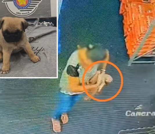 Câmera flagra furto de filhote de Pug em loja de Jales