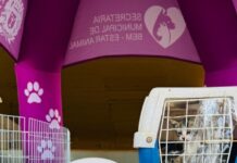 Votuporanga registra 65 adoções de cães e gatos em outubro