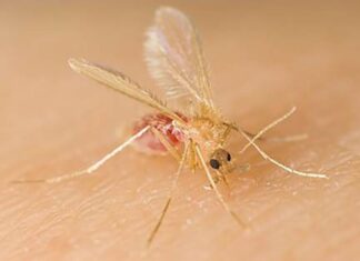 Prefeitura alerta sobre a leishmaniose visceral e orienta população sobre prevenção