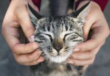 Secretaria de Bem-Estar Animal promove feira de adoção de gatos