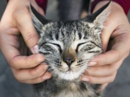 Secretaria de Bem-Estar Animal promove feira de adoção de gatos