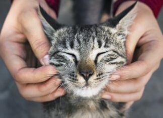 Secretaria de Bem-Estar Animal promove feira de adoção de gatos