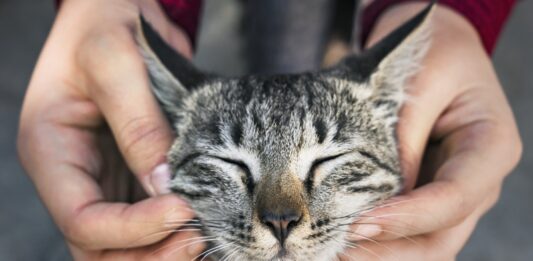 Secretaria de Bem-Estar Animal promove feira de adoção de gatos