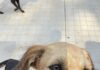 Feiras de adoção de animais serão realizadas neste fim de semana em Votuporanga