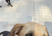 Feiras de adoção de animais serão realizadas neste fim de semana em Votuporanga