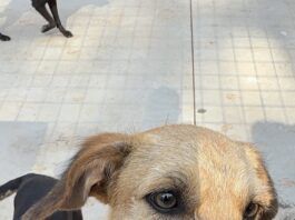 Feiras de adoção de animais serão realizadas neste fim de semana em Votuporanga