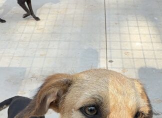 Feiras de adoção de animais serão realizadas neste fim de semana em Votuporanga
